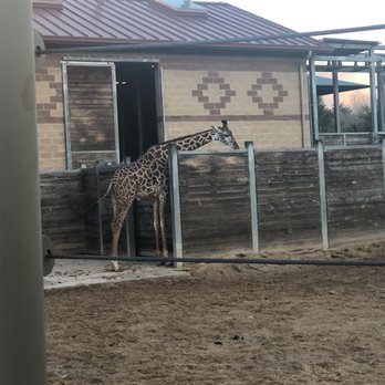 Houston Zoo - I love the giraffes - Zoos Near Me - Houston, Texas Houston Zoo - I love the giraffes - Zoos Near Me - Houston, Texas