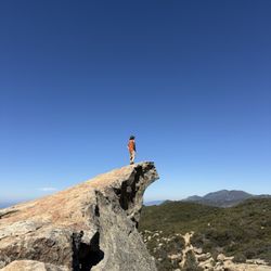 Top of lizard's mouth