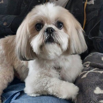 Paw & Order:MGU - Marley - Pet Groomers Near Me - Lancaster, Ohio Paw & Order:MGU - Marley - Pet Groomers Near Me - Lancaster, Ohio
