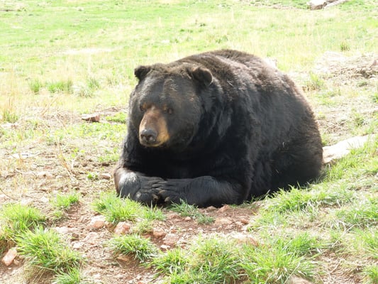 Bear Country USA by null