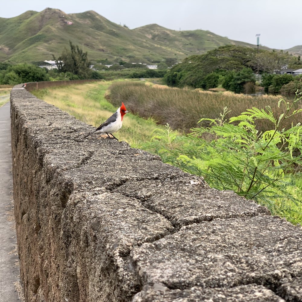 Kawainui Marsh Trail - Hiking Near Me - Kailua, Hawaii