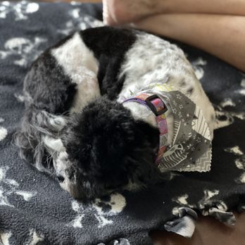 iPet Grooming - Pet Groomers Near Me - San Dimas, California