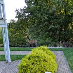 Deer eating breakfast (a mouthful of the hotel's pretty flowers).
