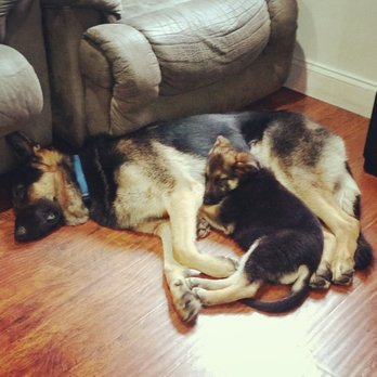 Inclan Pet and Supplies - "And they called it puppy loooove" - Pet Breeders Near Me