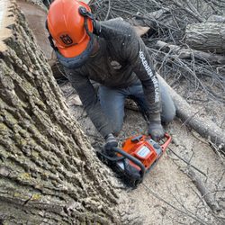 Mogensen Tree Care
