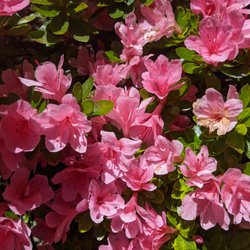 Aliraad Moattar, DDS - Flowers outside Dr. Moattar's office