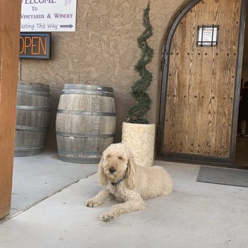 Charron Vineyards - Charron's mascot: the most gentle, chill dog around. Bring your own pet to make a new friend! - Wineries Near Me - Vail, Arizona Charron Vineyards - Charron's mascot: the most gentle, chill dog around. Bring your own pet to make a new friend! - Wineries Near Me - Vail, Arizona