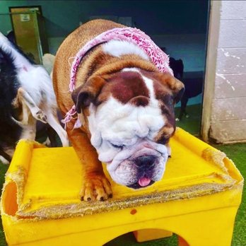 Chandler Dogs 24/7 - Where's my treats! - Pet Boarding Near Me - Chandler, Arizona