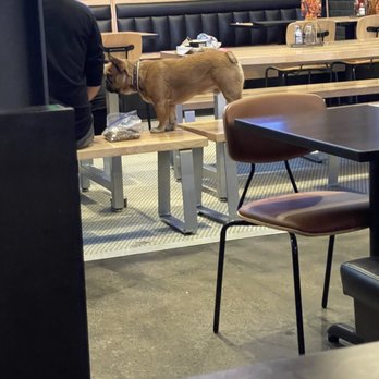 Buffalo Wild Wings - Dog on bench eating out of plastic bag...gross!!! - American Near Me - Costa Mesa, California Buffalo Wild Wings - Dog on bench eating out of plastic bag...gross!!! - American Near Me - Costa Mesa, California