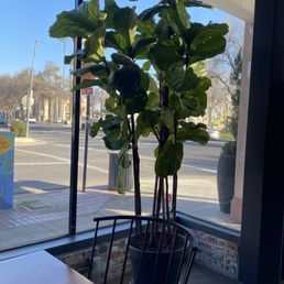 Love the plant