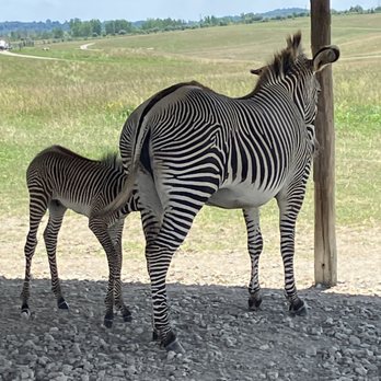 The Wilds - Zebra! - Parks Near Me - Cumberland, Ohio The Wilds - Zebra! - Parks Near Me - Cumberland, Ohio