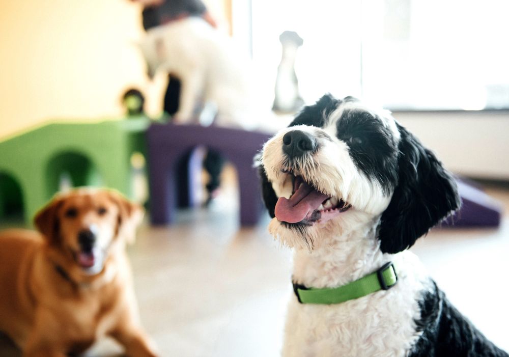 Dogtopia - pet boarding facility in Houston, TX