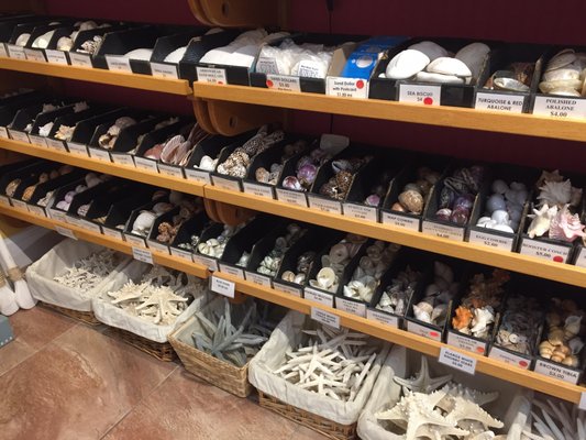 The Blue Mussel by null