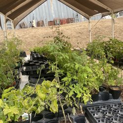 Diane's Herbs - Tomatoes
