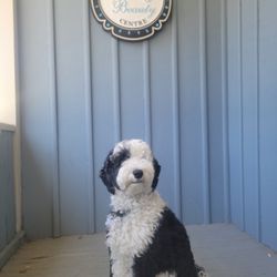 Unionville Laser & Beauty Centre - This is Luna, she is a friendly and loving local visitor