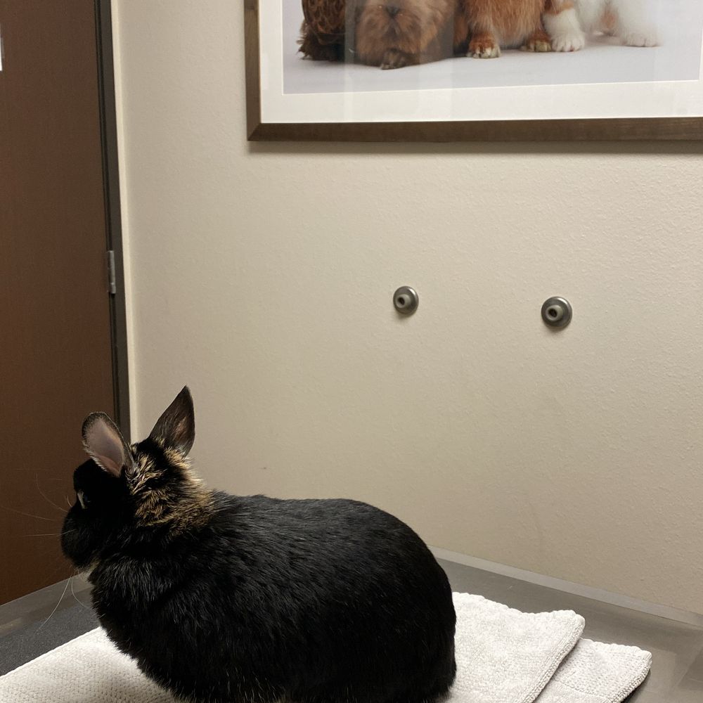 TOP 10 BEST Reptile Vet near Laguna Niguel, CA 92677 - Updated 2026 - Yelp