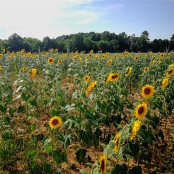Sol Flowers of Anderson - Sunflower field