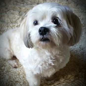 Promise Pet Care - Ellie - Dog Walkers Near Me - Lakeland, Florida Promise Pet Care - Ellie - Dog Walkers Near Me - Lakeland, Florida