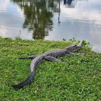 Ultimate Swamp Adventures - Tours Near Me - Westwego, Louisiana