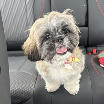 Sittin' Pretty Pet Spa - Pet Groomers Near Me - Roseville, Michigan Sittin' Pretty Pet Spa - Pet Groomers Near Me - Roseville, Michigan