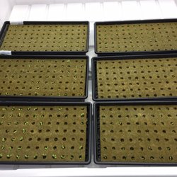 Morning Star Farm - Lettuce starts for the Farmers Market.  We will be ready for you.