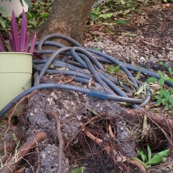 Acosta Tree Service - Tree Services Near Me - Miami, Florida Acosta Tree Service - Tree Services Near Me - Miami, Florida