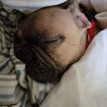 Y Not A Frenchie - Pet Breeders Near Me Y Not A Frenchie - Pet Breeders Near Me
