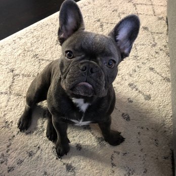 Muddy Paws Pet Sitters - Pet Sitting Near Me Muddy Paws Pet Sitters - Pet Sitting Near Me