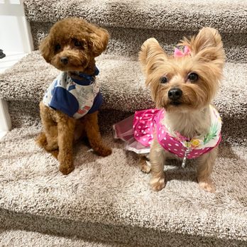 Fantasy Pet Grooming - Pet Groomers Near Me - Missouri City, Texas