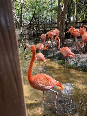 Jungle Island by null