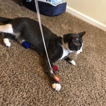 spcaLA - Play time - Pet Training Near Me - Long Beach, California spcaLA - Play time - Pet Training Near Me - Long Beach, California