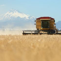 Mecca Grade Estate Malt - Harvesting Full Pint barley with Mt. Jefferson in background