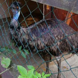Zoo der Minis - Emu - eines der wenigen in Normaler Größe