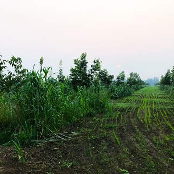 Handy Farms - Farms Near Me - Corning, California