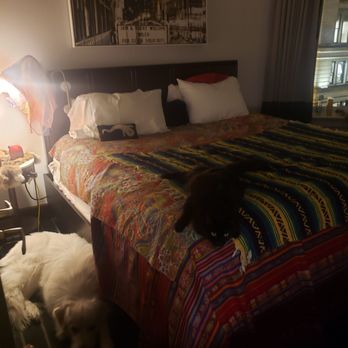 Staypineapple, An Iconic Hotel, The Loop - My cozy room my 2 pets got the 5 star treatment - Hotels Near Me - Chicago, Illinois Staypineapple, An Iconic Hotel, The Loop - My cozy room my 2 pets got the 5 star treatment - Hotels Near Me - Chicago, Illinois
