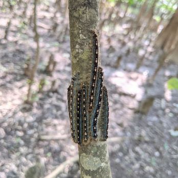 Congaree National Park - They're everywhere and on everything. - Parks Near Me - Hopkins, South Carolina