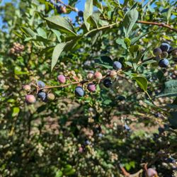 De Farm On Blueberry Hill