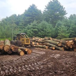 AB Logging - Timber Harvesting is a valuable tool you can use to take care of your forest land, also serving as a good source of income for your family