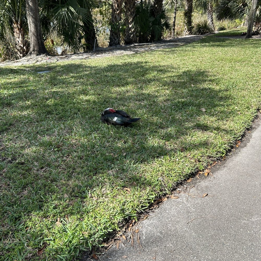 Knollwood Park - Duck - Parks Near Me - Boynton Beach, Florida Knollwood Park - Duck - Parks Near Me - Boynton Beach, Florida