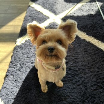Doodle Doodle Grooming Salon - Pet Groomers Near Me - Rockville, Maryland
