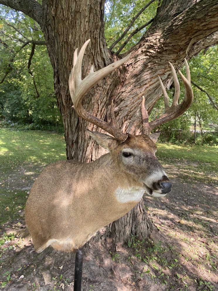 Shawn Smith Taxidermy Arts - taxidermy in Waunakee, WI