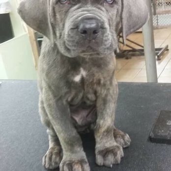 Barking Beauties - Pet Training Near Me - Canton, Massachusetts