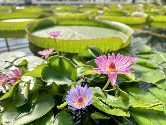 Oniishi Bozu Jigoku by null