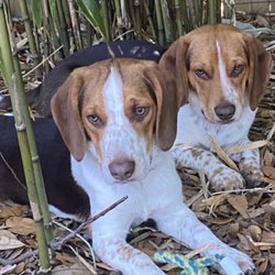 Websters Bed & Bone Kennel - Best Beagles, Boudreaux & Gumbo