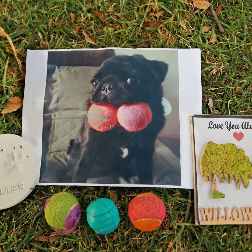 Be Here Now Pet Photography - Pet Photography Near Me Be Here Now Pet Photography - Pet Photography Near Me
