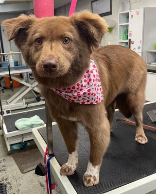 Shiney Hineys Pet Grooming