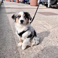 Bessey’s Positive Paws