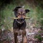 Photo of belloberlini Hundebetreuung - Hundepension - Tagesbetreuung