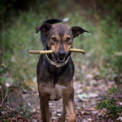 belloberlini Hundebetreuung - Hundepension - Tagesbetreuung - die kesse Lola aus Marocco ist bildschön