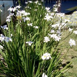 Plascencia Wholesale Nursery - Wild iris